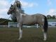 Palomino Horses for sale in Virginia Beach, VA, USA. price: NA