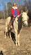 Palomino Horses for sale in Los Angeles, CA, USA. price: NA