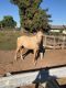 Palomino Horses for sale in Fresno, CA 93722, USA. price: NA