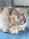 Palomino rabbit Rabbits for sale in Vero Beach, FL, USA. price: NA