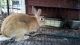 Palomino rabbit Rabbits for sale in Roseville, OH 43777, USA. price: NA