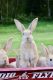 Palomino rabbit Rabbits