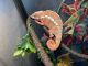Panther Chameleon Reptiles for sale in Denver, CO, USA. price: $550
