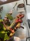 Panther Chameleon Reptiles