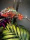 Panther Chameleon Reptiles