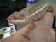 Panther Chameleon Reptiles for sale in Laguna Hills, CA, USA. price: $350