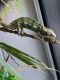 Panther Chameleon Reptiles for sale in Wakefield, South Kingstown, RI 02879, USA. price: NA