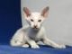 Pantherette Cats for sale in San Francisco, San Antonio, TX 78201, USA. price: NA