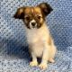 Papillon Puppies for sale in New York, NY, USA. price: $700