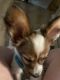 Papillon Puppies for sale in Hudson, FL 34667, USA. price: $750