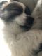 Papillon Puppies for sale in Englewood, CO 80112, USA. price: NA