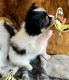 Papillon Puppies for sale in O'Brien, FL 32071, USA. price: $3,500