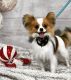Papillon Puppies for sale in Humble, TX 77339, USA. price: $3,000