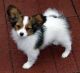 Papillon Puppies for sale in Seattle, WA, USA. price: $10