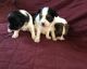 Papillon Puppies for sale in Green Bay, WI, USA. price: $3,000