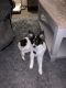 Papillon Puppies for sale in Green Bay, WI, USA. price: $500