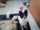 Papillon Puppies for sale in Conneautville, PA 16406, USA. price: $600