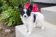 Papillon Puppies for sale in Fredericksburg, OH 44627, USA. price: $995