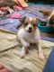 Papillon Puppies for sale in Iron River, MI 49935, USA. price: $1,000