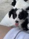 Papillon Puppies for sale in Los Angeles, CA, USA. price: $2,000