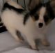 Papillon Puppies for sale in Hinesville, GA 31313, USA. price: $2,000