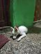 Papillon Puppies for sale in Jalna, Maharashtra, India. price: 15000 INR