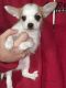 Papillon Puppies for sale in Ithaca, NY, USA. price: $500