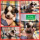 Papillon Puppies for sale in Florahome, FL 32140, USA. price: NA