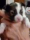 Papillon Puppies for sale in Brookings, OR 97415, USA. price: NA