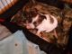 Papillon Puppies for sale in Brookings, OR 97415, USA. price: $1,000