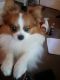 Papillon Puppies for sale in Weatherford, TX, USA. price: $1,000