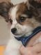 Papillon Puppies for sale in Chandler, AZ, USA. price: $3,200
