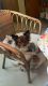 Papillon Puppies for sale in Newsom Ave, Cynthiana, KY 41031, USA. price: $800