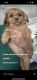 Papillon Puppies for sale in Glen Burnie, MD, USA. price: $650
