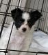 Papillon Puppies for sale in Los Angeles, CA, USA. price: $1,500