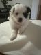 Papillon Puppies for sale in E 167th St, Bronx, NY, USA. price: $1,500
