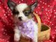 Papillon Puppies for sale in Jonestown, TX, USA. price: $850