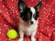 Papillon Puppies for sale in Jonestown, TX, USA. price: NA