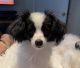 Papillon Puppies for sale in Los Angeles, CA, USA. price: $1,500
