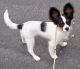 Papillon Puppies for sale in Charles Town, WV 25414, USA. price: NA