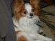 Papillon Puppies for sale in Claremont, NH, USA. price: $1,200
