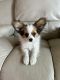 Papillon Puppies for sale in Montgomery, IL, USA. price: NA