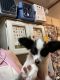 Papillon Puppies for sale in Mogadore, OH, USA. price: $400