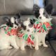 Papillon Puppies for sale in New York, NY, USA. price: $605