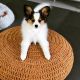 Papillon Puppies for sale in New York, NY, USA. price: $750