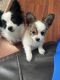 Papillon Puppies for sale in Danville, KY, USA. price: $1,300