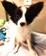Papillon Puppies for sale in Cheyenne, WY 82009, USA. price: $495