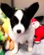 Papillon Puppies for sale in Cheyenne, WY 82009, USA. price: NA