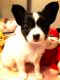 Papillon Puppies for sale in Fort Collins, CO, USA. price: $545