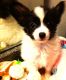 Papillon Puppies for sale in Fort Collins, CO, USA. price: NA